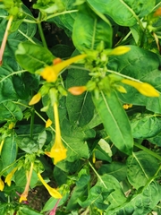 Mirabilis jalapa