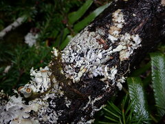 Hypogymnia enteromorpha