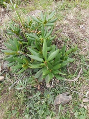 Rhododendron caucasicum