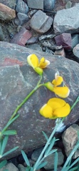 Calobota