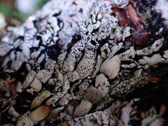 Hypogymnia enteromorpha