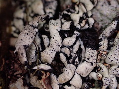 Hypogymnia enteromorpha