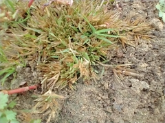 Eragrostis hypnoides