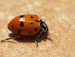 Hippodamia convergens