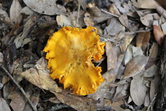 Omphalotus subilludens
