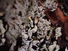 Hypogymnia enteromorpha