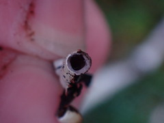 Hypogymnia enteromorpha