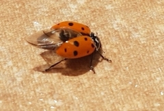 Hippodamia convergens