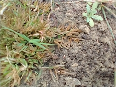 Eragrostis hypnoides