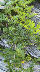 Wisteria sinensis