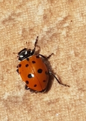 Hippodamia convergens