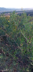 Calobota