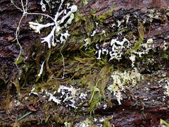Hypnum circinale