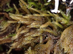 Hypnum circinale