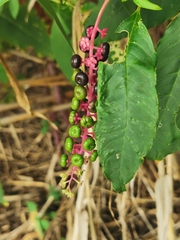 Phytolacca americana