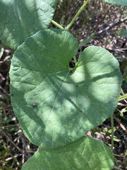 Cucumis melo