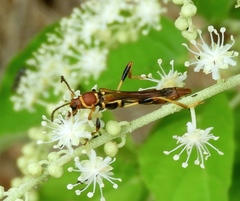 Odontocera aurocincta
