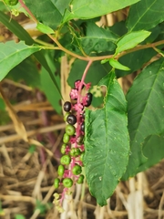 Phytolacca americana