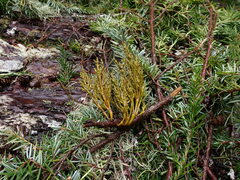 Arceuthobium tsugense