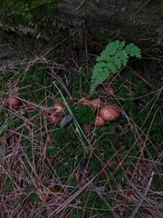 Suillus weaverae