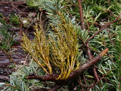 Arceuthobium tsugense