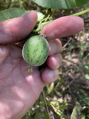 Cucumis melo