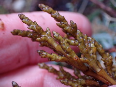 Arceuthobium tsugense