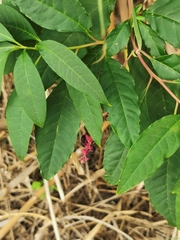 Phytolacca americana