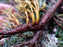 Arceuthobium tsugense