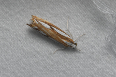 Catoptria