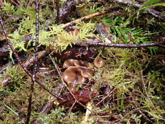 Ciboria rufofusca