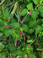 Mirabilis jalapa