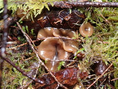 Ciboria rufofusca