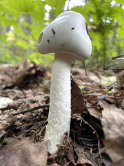Amanita virosa