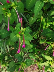 Mirabilis jalapa