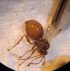 Cynips disticha
