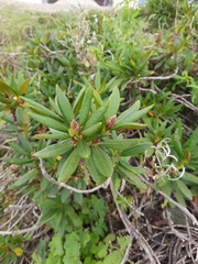 Rhododendron caucasicum