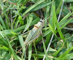 Ephippiger terrestris