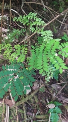 Adenanthera pavonina