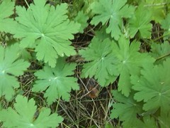 Geranium macrorrhizum