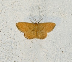 Scopula immorata