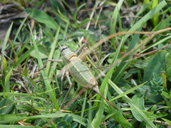 Ephippiger terrestris