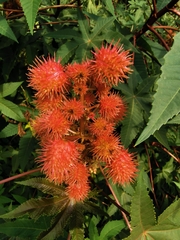 Ricinus communis