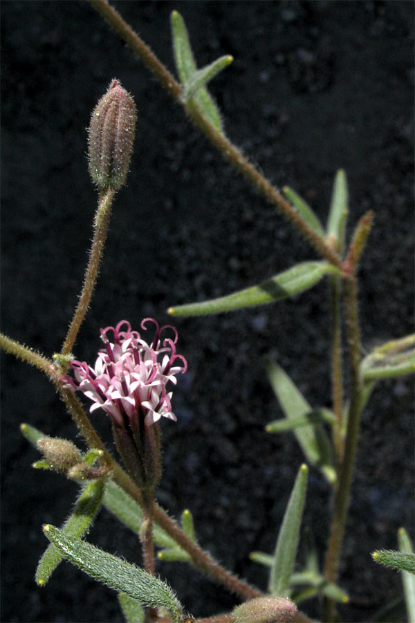 Palafoxia