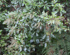 Pterophylla sylvicola