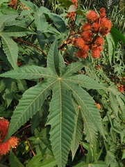 Ricinus communis