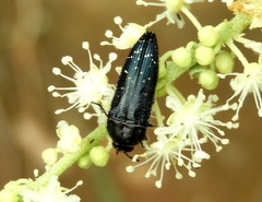 Acmaeoderini