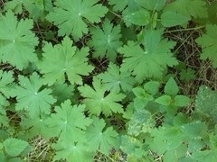Geranium macrorrhizum