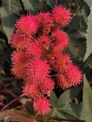 Ricinus communis