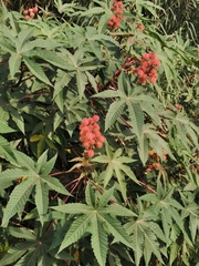 Ricinus communis